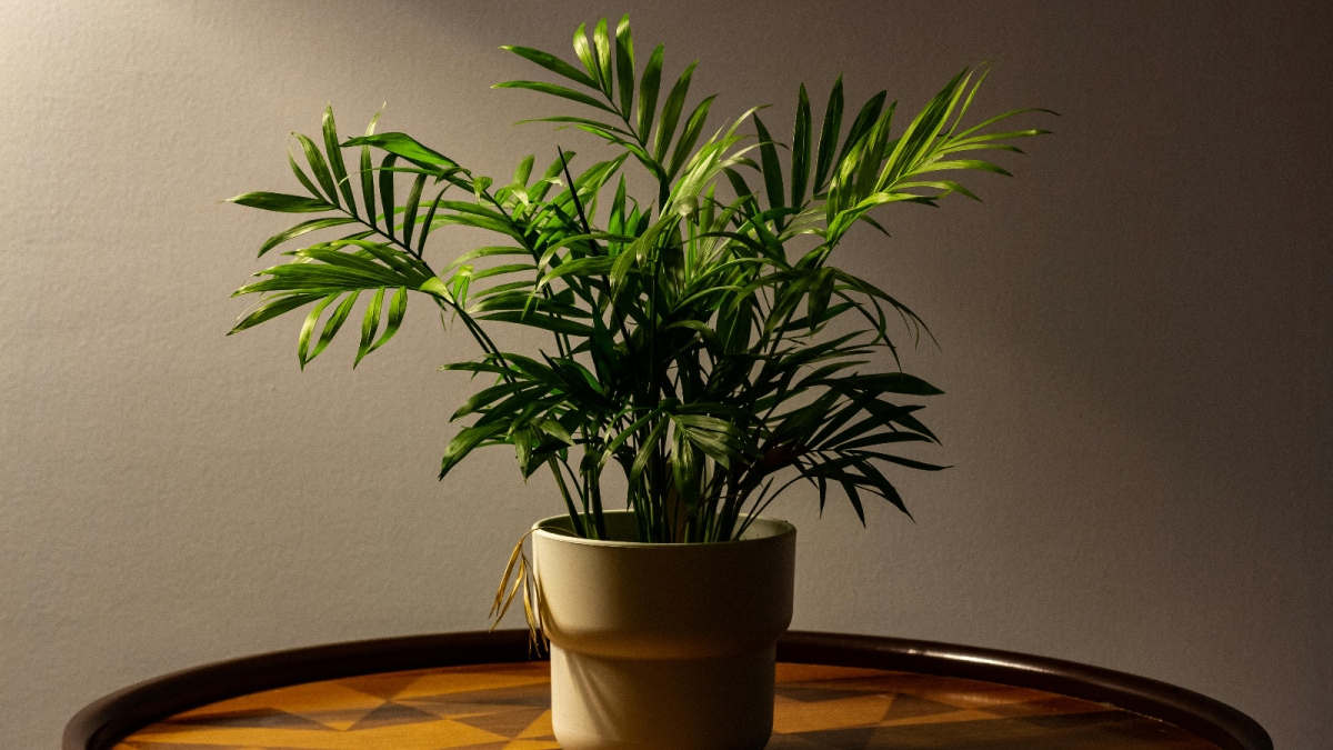 10 Indoor Plants To Elevate Your Festive Decoration