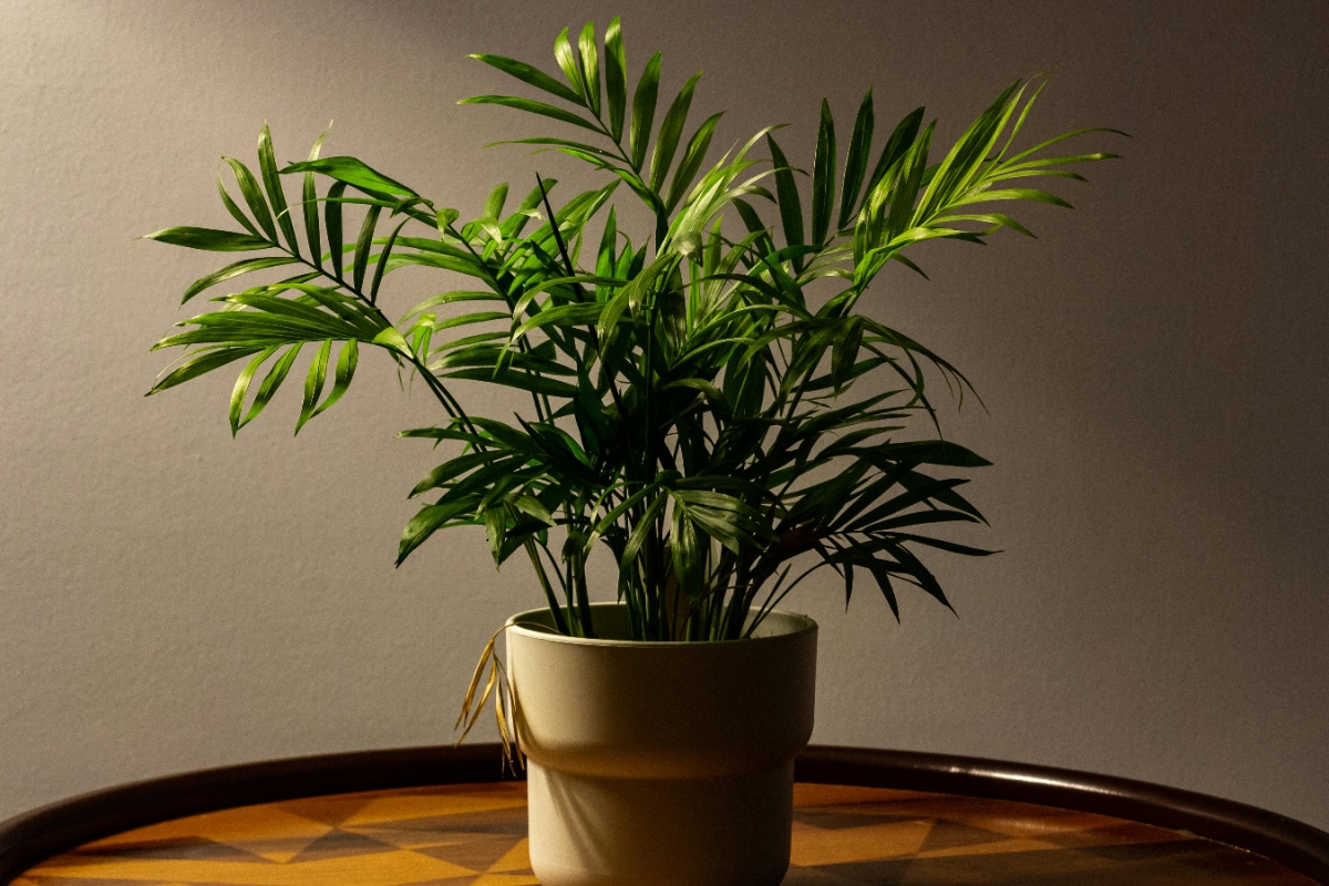 10 Indoor Plants To Elevate Your Festive Decoration
