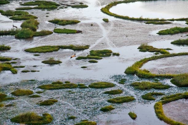 Keibul Lamjao National Park is built atop phumdis, which are floating masses of vegetation, soil, and organic matter. 