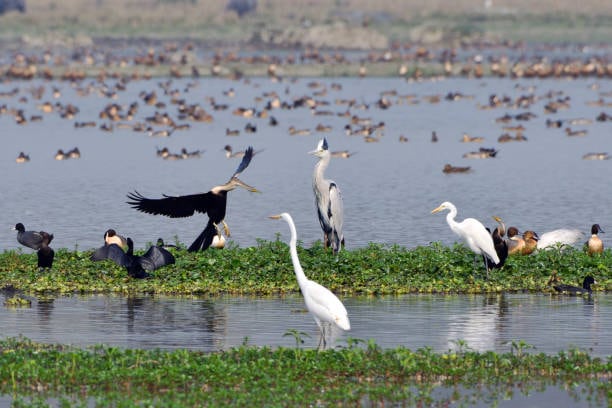 Besides the Sangai, the park hosts over 100 bird species, aquatic animals, and rare orchids, making it a hotspot for researchers and nature lovers.