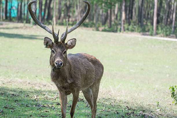 The park is also the last natural habitat of the Sangai deer (Cervus eldi eldi), also known as the dancing deer due to its delicate gait on the floating vegetation. This species is critically endangered and deeply woven into Manipuri culture, often regarded as a symbol of pride and identity.