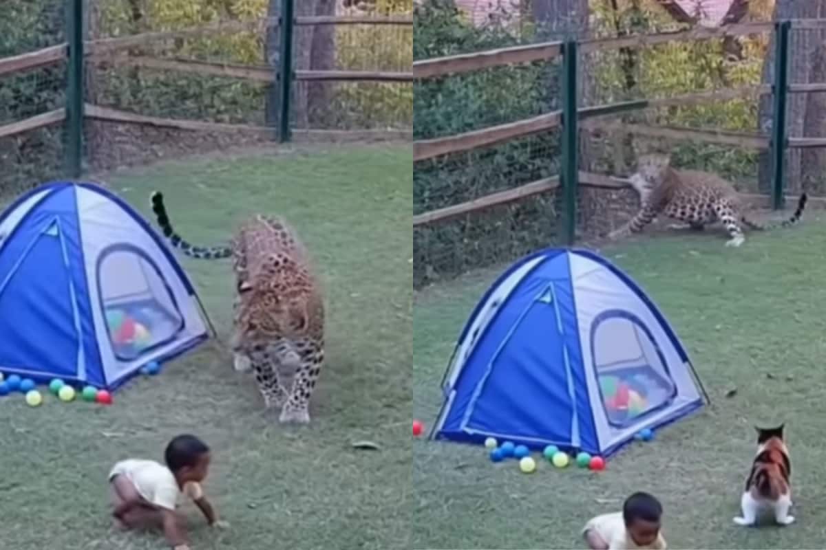 Did A Cat Really Save A Baby From A Leopard?