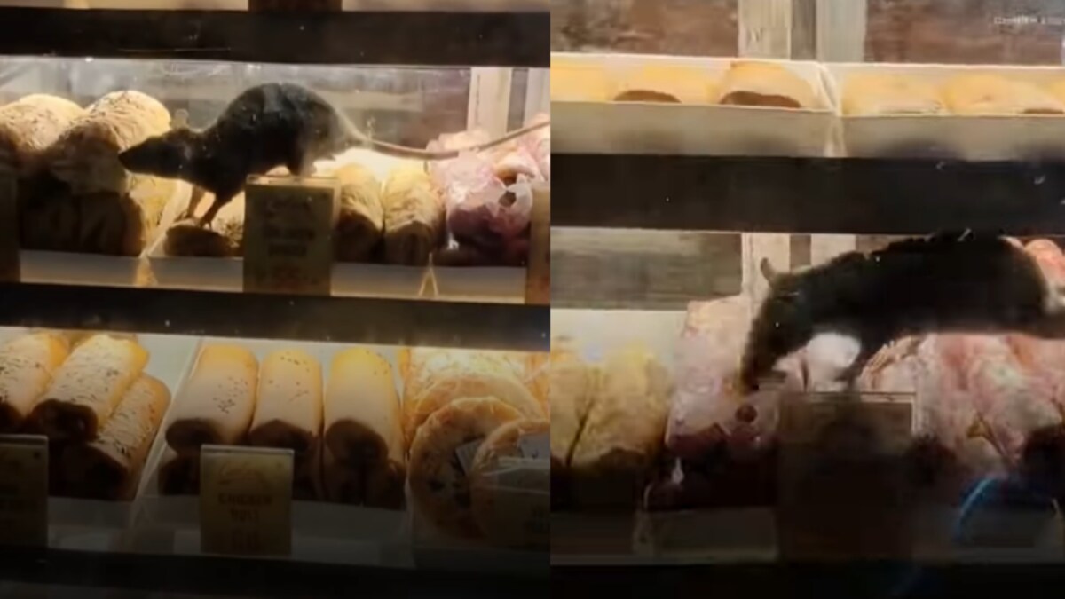 Rats Spotted Crawling On Food Trays At Popular Kolkata Shop: ‘Serve ...