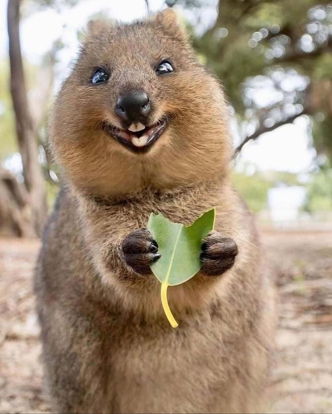 The world’s happiest animal is the quokka - an irresistibly cheerful marsupial native to Australia, famous for its perpetual smile and selfie-friendly nature. But behind that grin lies a fascinating creature with unique traits, behaviours, and ecological importance. The world’s happiest animal is the quokka - an irresistibly cheerful marsupial native to Australia, famous for its perpetual smile and selfie-friendly nature. But behind that grin lies a fascinating creature with unique traits, behaviours, and ecological importance.