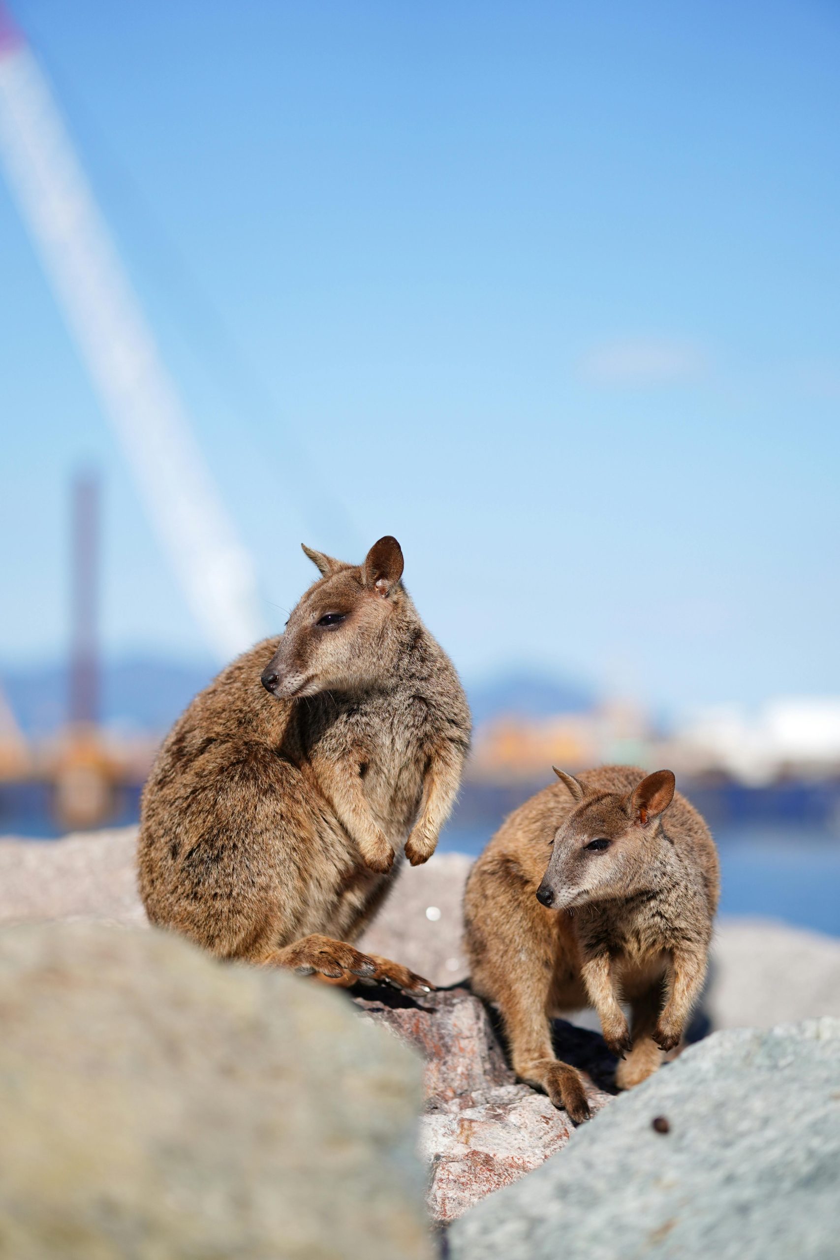 Meet The Animal That’s Always Ready For A Selfie Meet The Animal That’s Always Ready For A Selfie