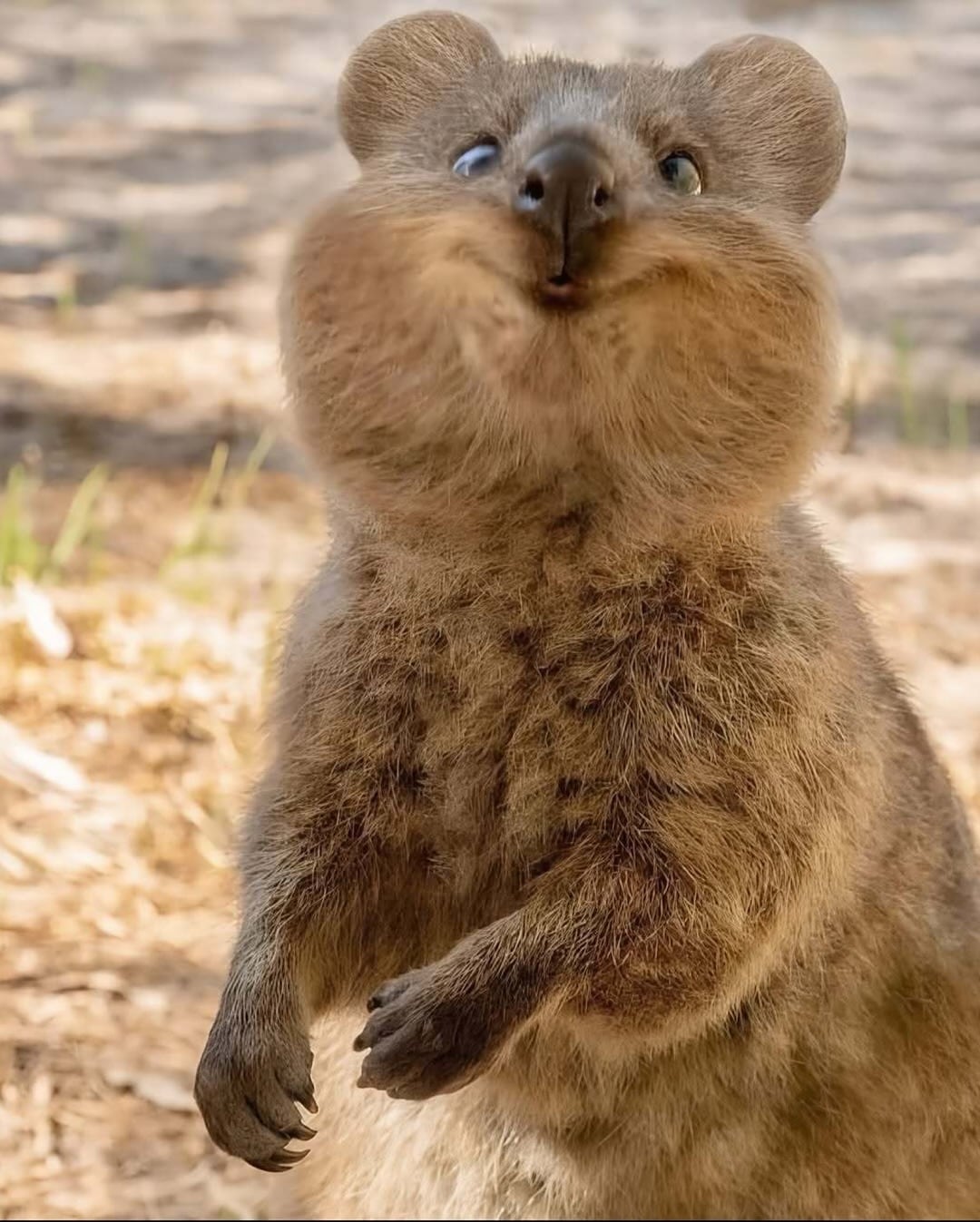 Meet The Animal That’s Always Ready For A Selfie Meet The Animal That’s Always Ready For A Selfie