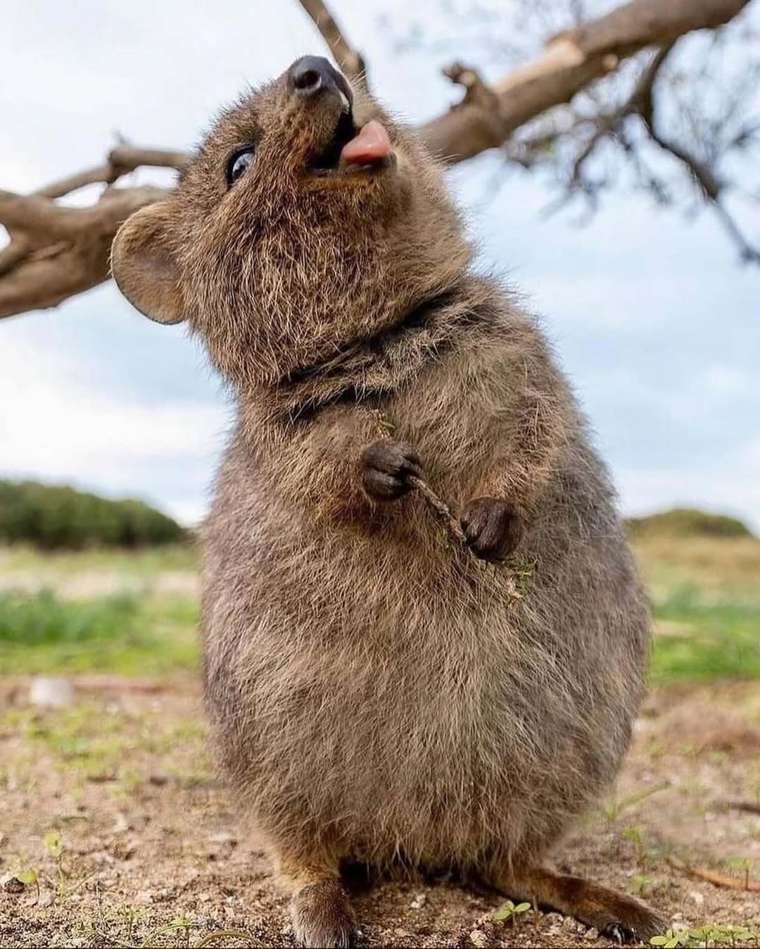 Meet The Animal That’s Always Ready For A Selfie Meet The Animal That’s Always Ready For A Selfie