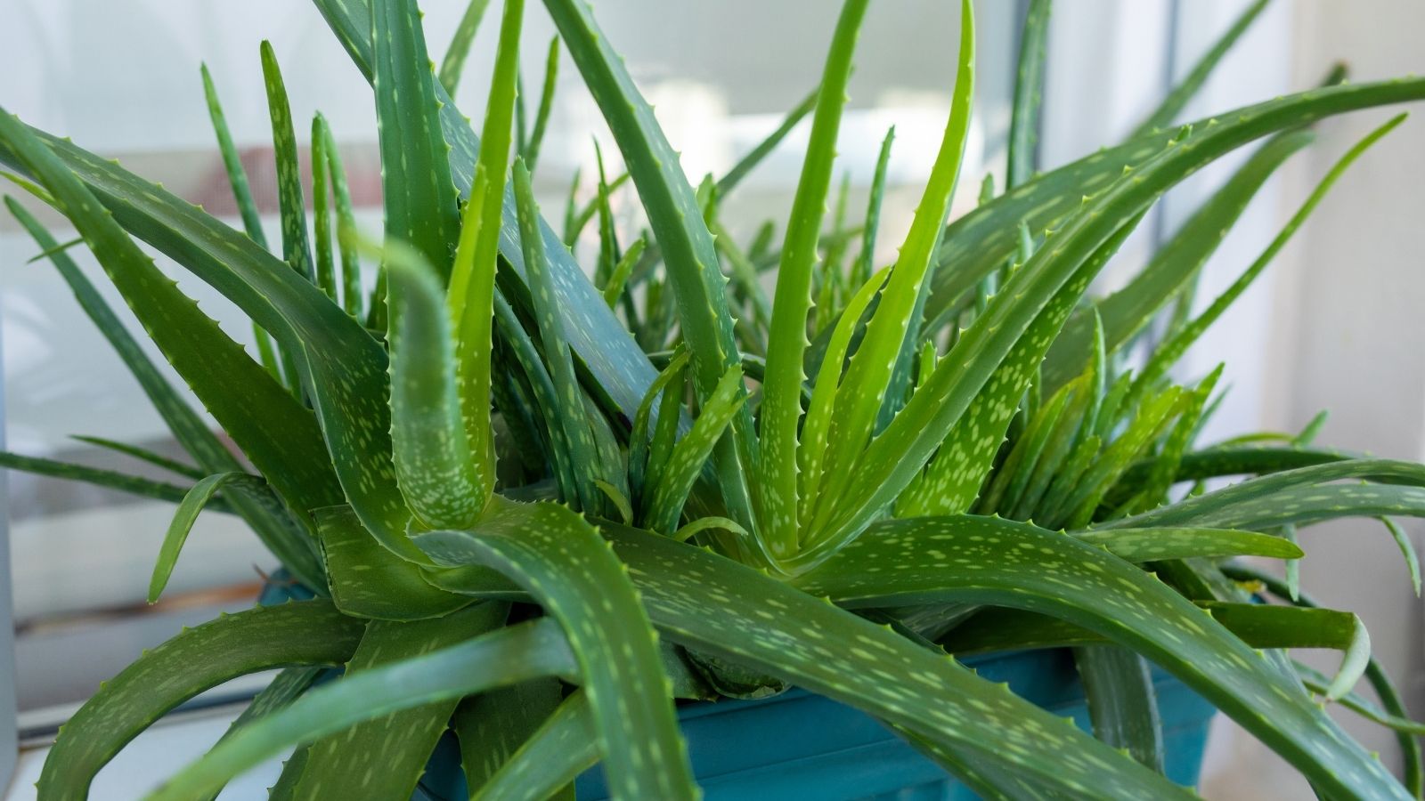 Smog Season Survival: 8 Must-Have Indoor Plants To Keep Your Air Clean Smog Season Survival: 8 Must-Have Indoor Plants To Keep Your Air Clean