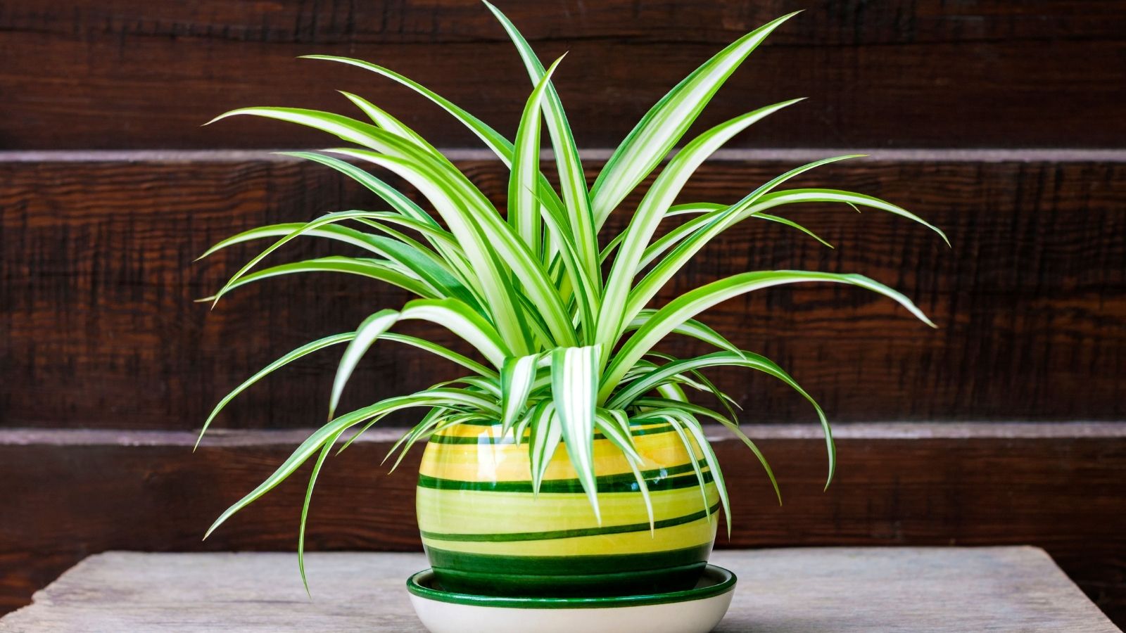 Smog Season Survival: 8 Must-Have Indoor Plants To Keep Your Air Clean Smog Season Survival: 8 Must-Have Indoor Plants To Keep Your Air Clean