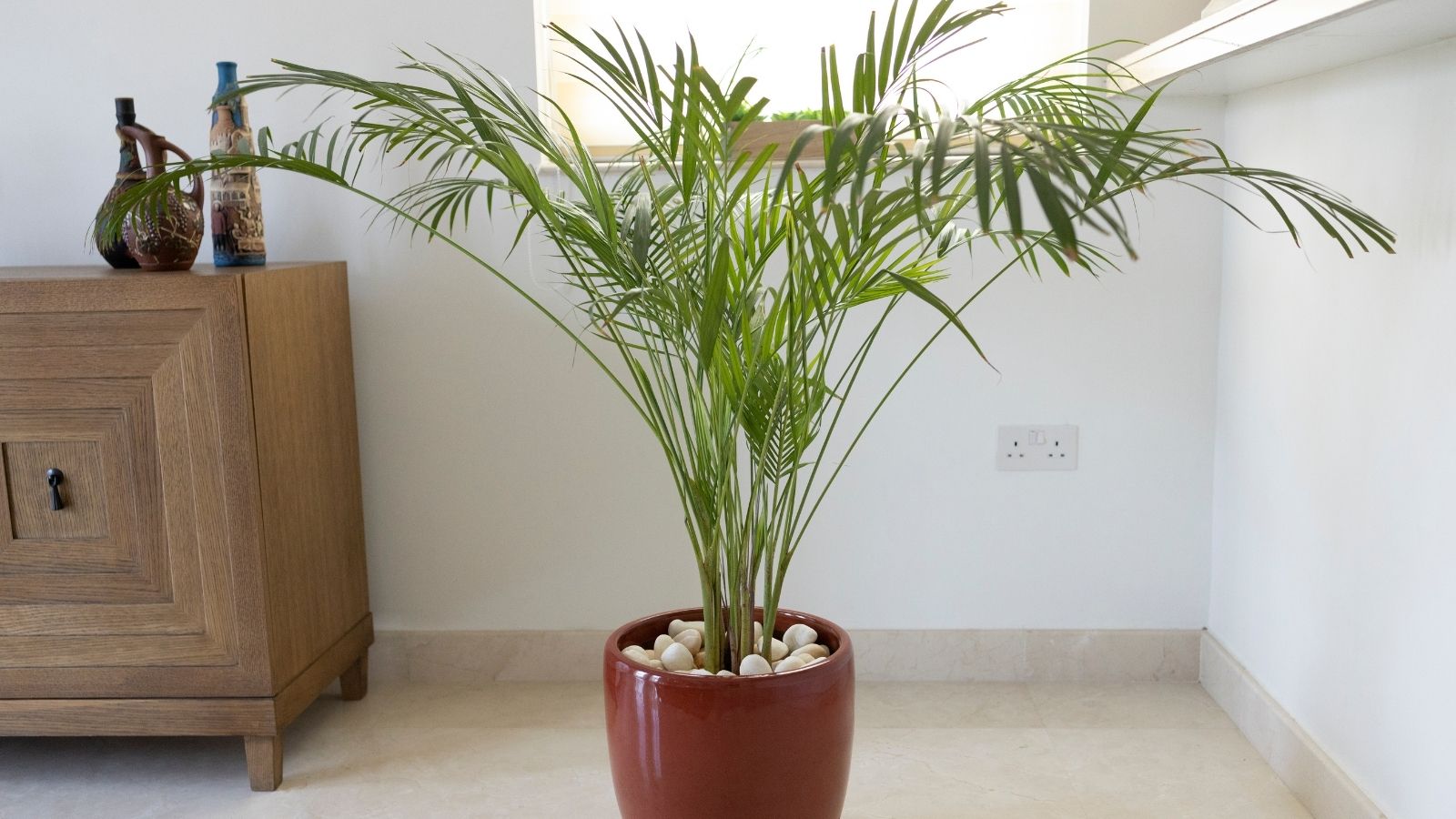 Smog Season Survival: 8 Must-Have Indoor Plants To Keep Your Air Clean Smog Season Survival: 8 Must-Have Indoor Plants To Keep Your Air Clean