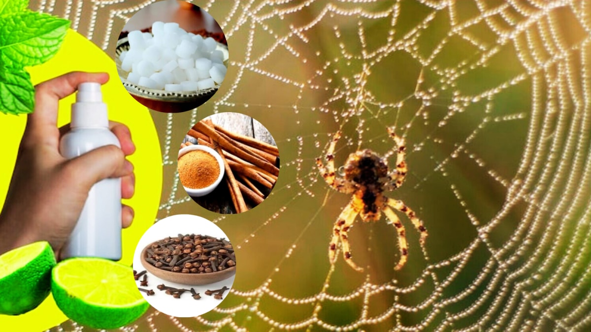 Cleaning Tips: Try These 6 Natural Remedies To Keep Spiders Away