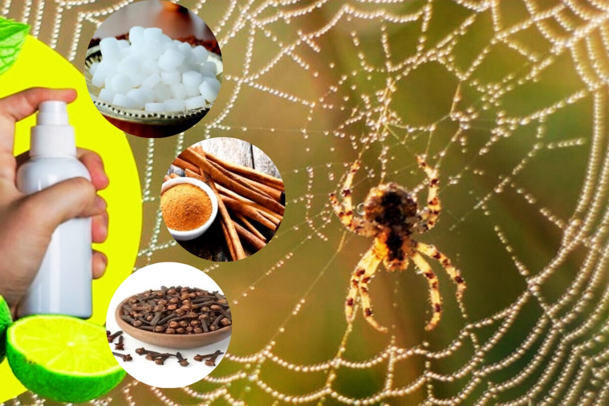 Cleaning Tips: Try These 6 Natural Remedies To Keep Spiders Away
