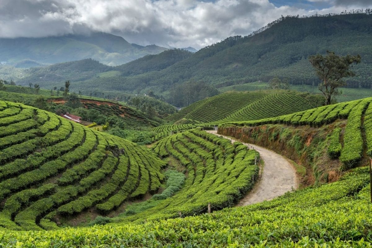 India’s Tea Trails: Discover The Country’s Finest Estates