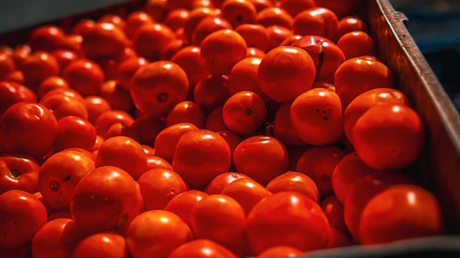 TOMATO(☆∀☆)さま専用です！ Once Feared As Poison, Now Feeding Millions, The Remarkable Rise