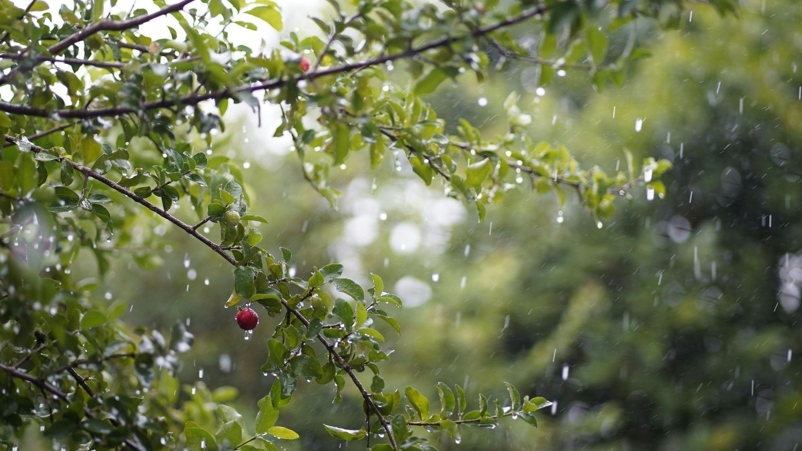 Cloud Seeding: These Countries Are Using Artificial Rain Technology Cloud Seeding: These Countries Are Using Artificial Rain Technology