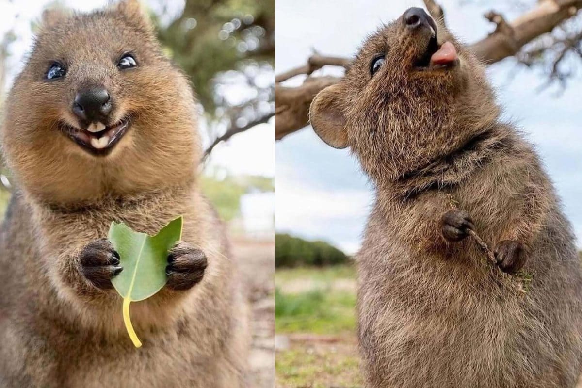 Meet The Animal That’s Always Ready For A Selfie