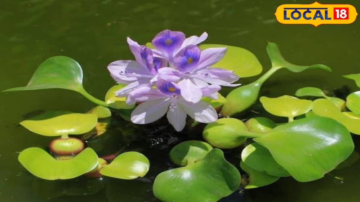 <div>This Flower Has Hidden Healing Powers, Yet It's Known As 'The Terror Of Bengal'</div>