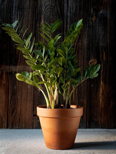 ZZ Plant: Hardy and stylish, its glossy green leaves add sophistication to side tables or pooja corners. ZZ Plant: Hardy and stylish, its glossy green leaves add sophistication to side tables or pooja corners.