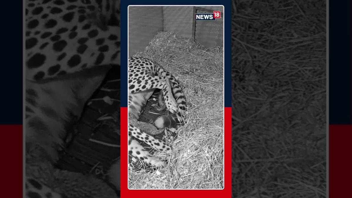 First-Time Cheetah Mom Amabala Bonds With Her New Cubs | Heartwarming NZCBI Footage | N18S