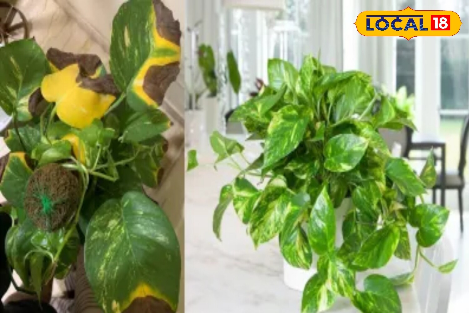 Is Your Money Plant Turning Yellow? These Simple Home Remedies Can Bring  Back Its Shine