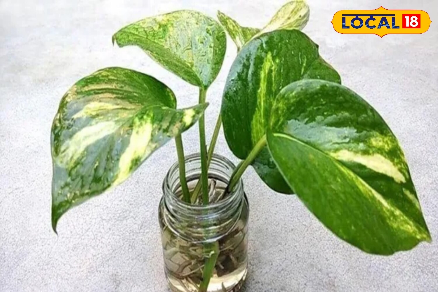 Is Your Money Plant Turning Yellow? These Simple Home Remedies Can Bring  Back Its Shine