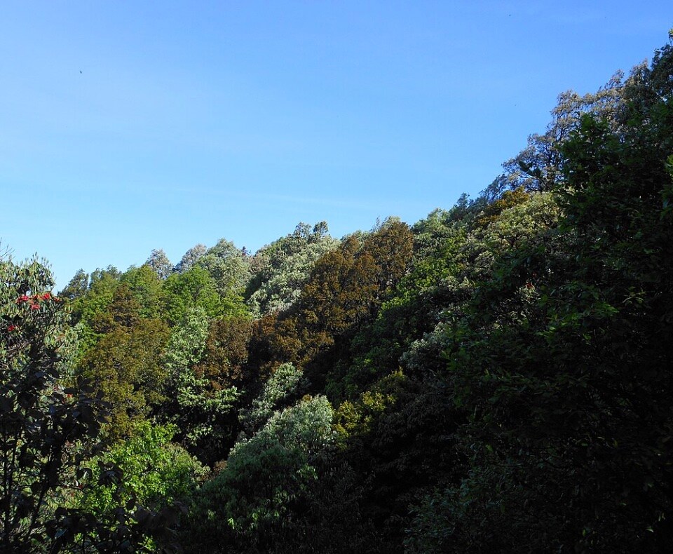 Binsar: Binsar Wildlife Sanctuary in Kumaon is a forested haven with oak trees and panoramic Himalayan vistas. Ideal for nature lovers and bird watchers, it combines serene walks, wildlife spotting, and less-crowded hill station vibes for a tranquil offbeat experience.