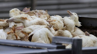 Farm owners have been asked to strictly follow biosecurity norms, limit entry of outsiders into poultry sheds, and report any sudden bird deaths to veterinary officials. (Representational Photo/Reuters)