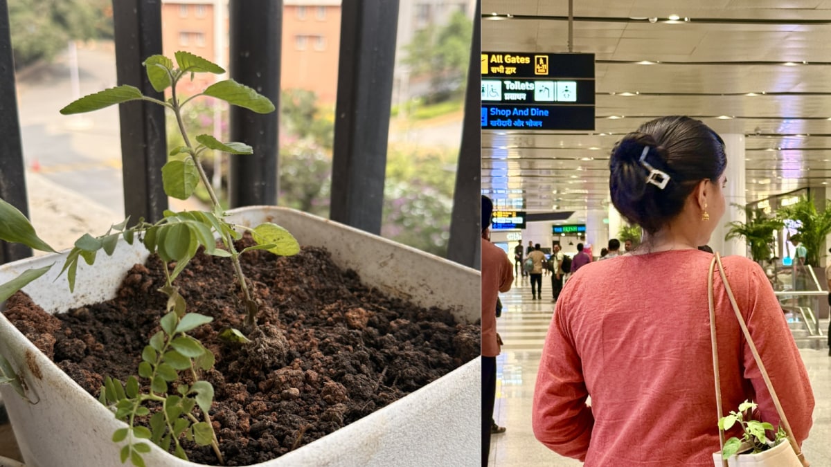 Can You Carry A Tulsi Plant On A Flight? Airport Rules Clarified