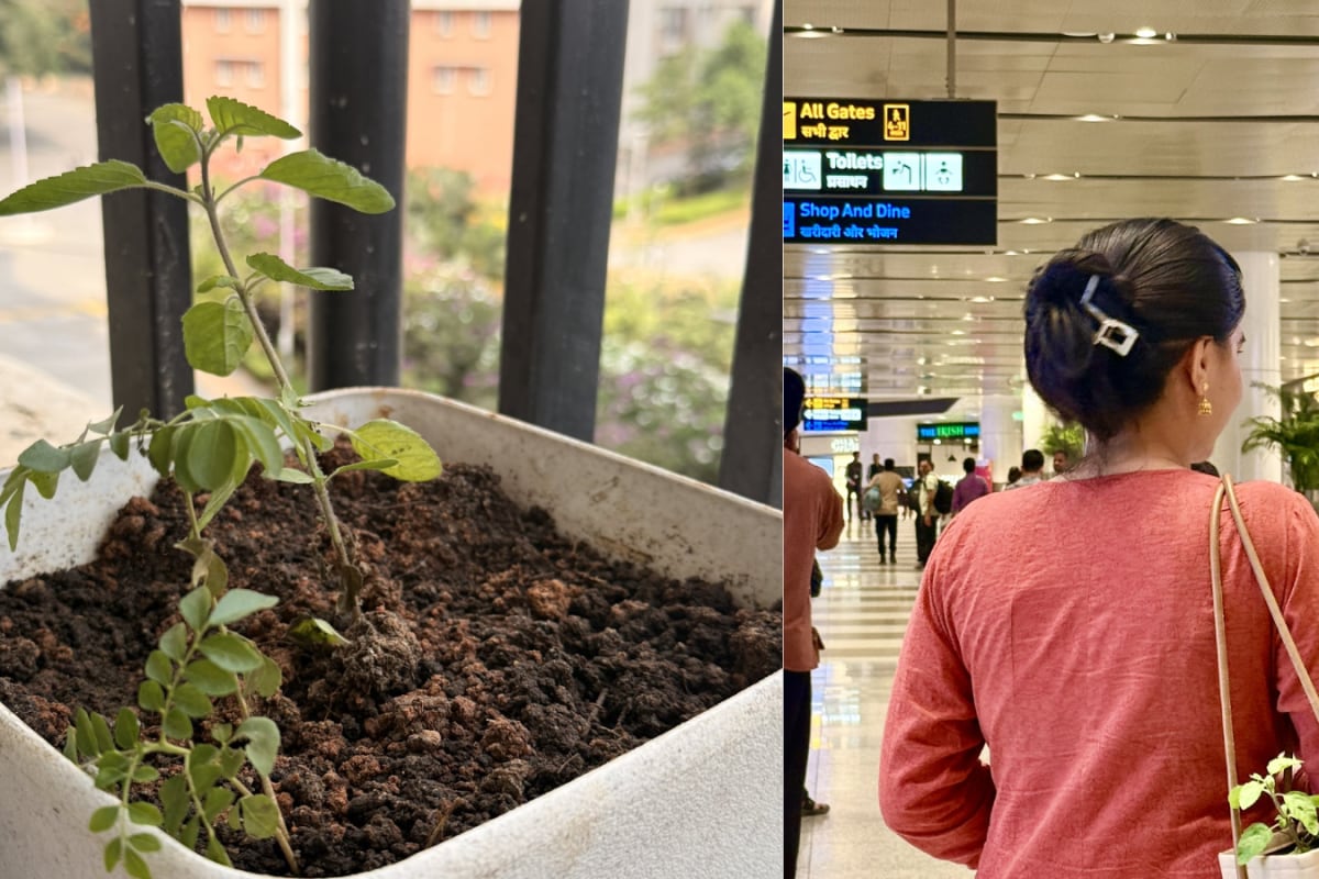 Can You Carry A Tulsi Plant On A Flight? This X Post Sparks Searches — What Airports Allow And Ban