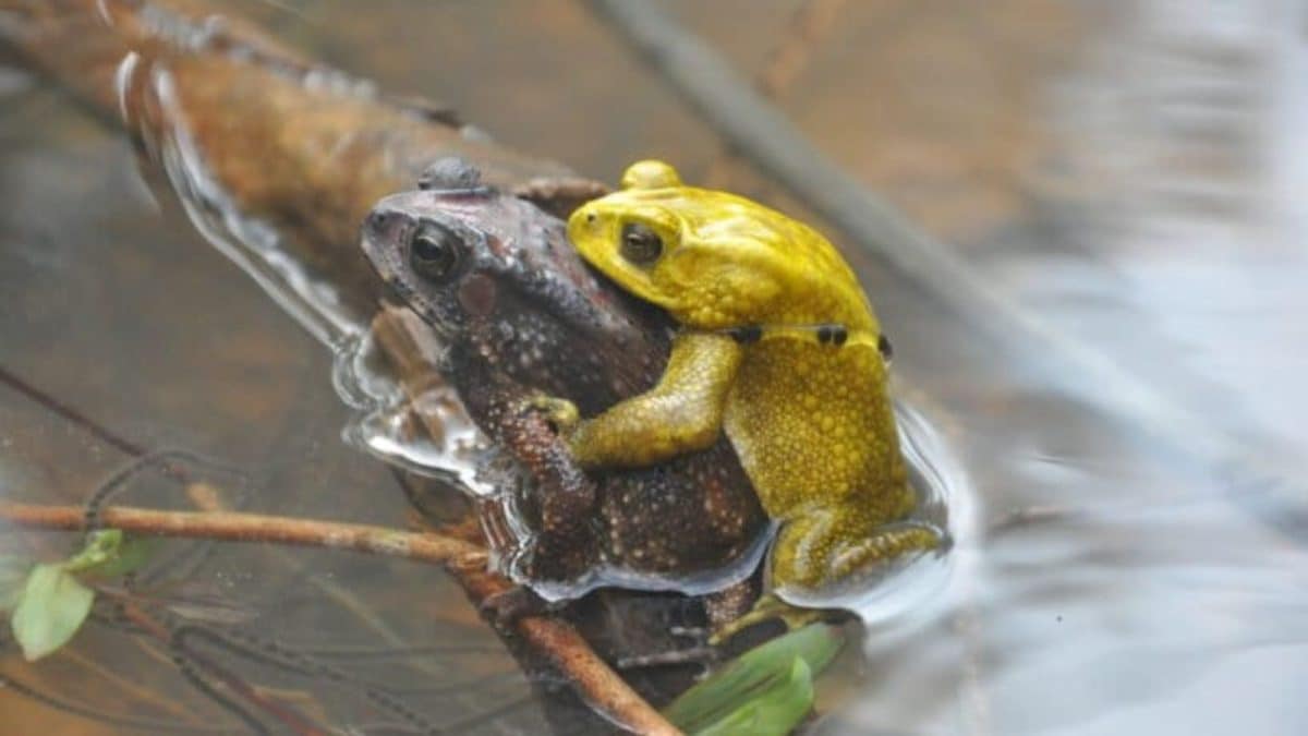 Before The Clouds Gather, Forest Glows: The Neon Secret Of Monsoon Toads