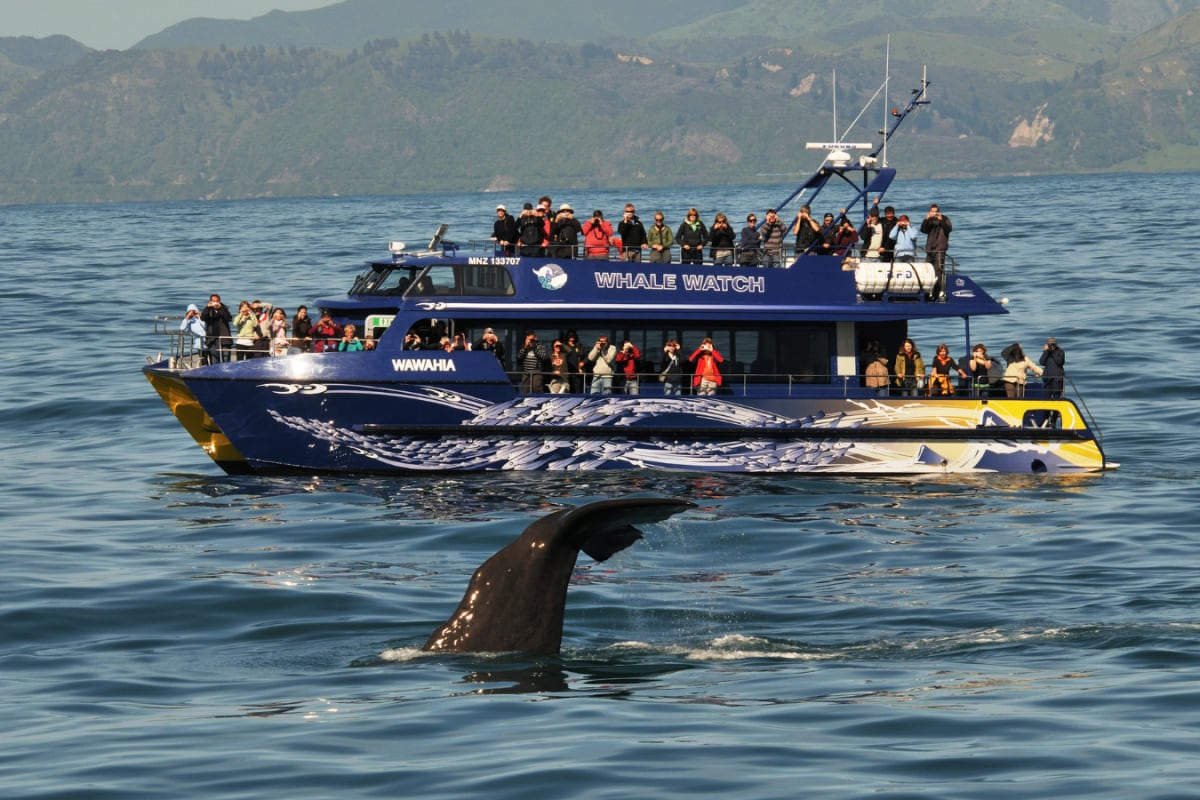 New Zealand For Solo Travellers: The Year-End Bucket List You’ll Never Forget