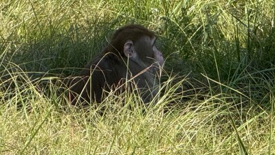 US Woman Shoots ‘Escaped’ Lab Monkey To Protect Her Kids: ‘Did What Any ...
