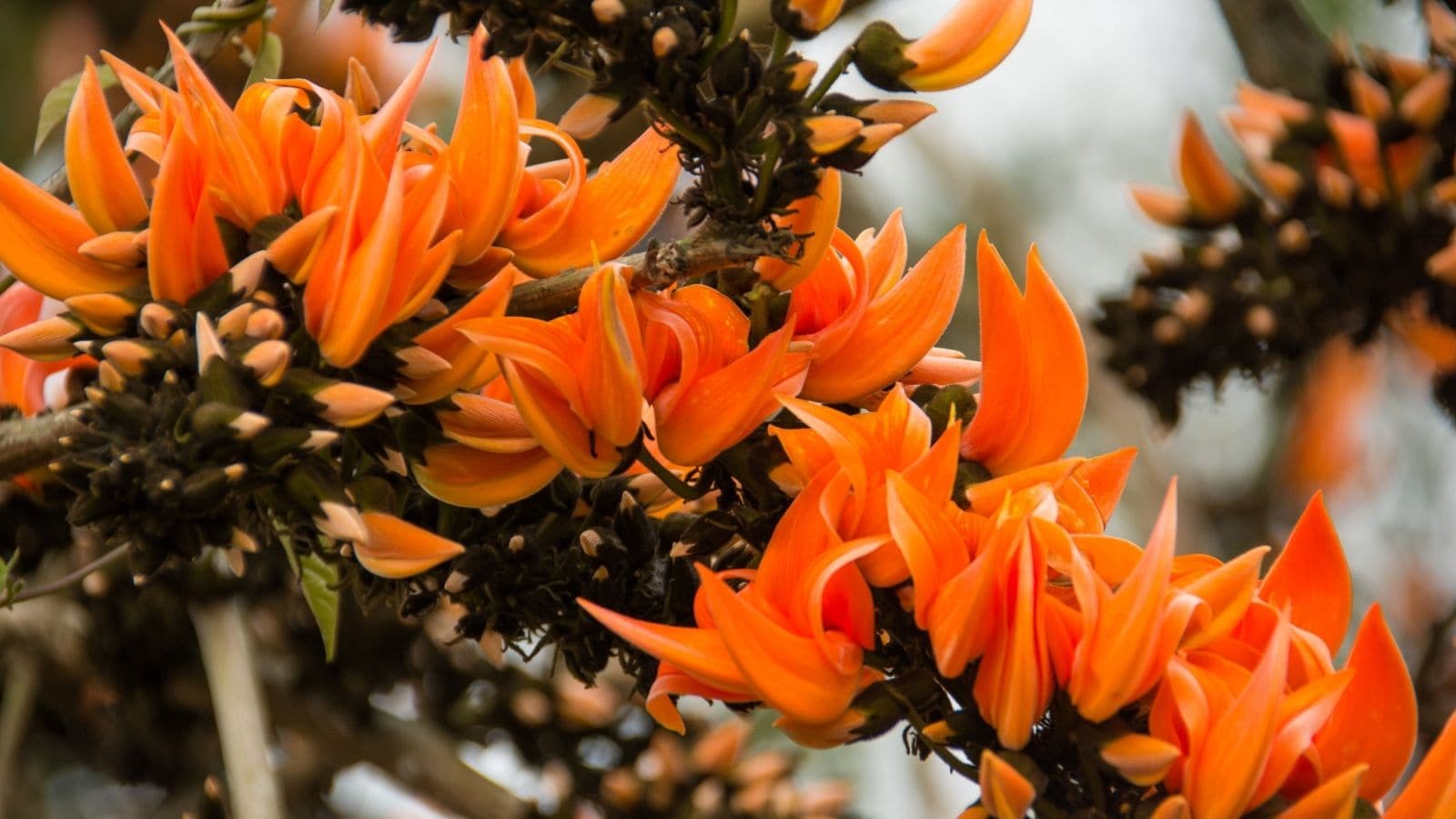 Palasha Cherry Blossom Lookalikes You Can Find Across India