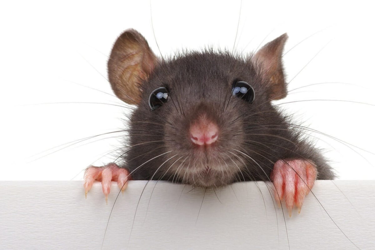 Peppermint Oil To Cayenne Pepper: 5 Smells That Rats Hate