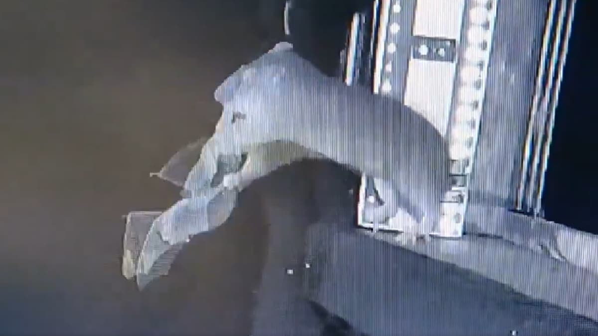 Rats Hunting Flying Bats In Rare Footage Sparks Fears Of Pandemics, New Disease Outbreaks