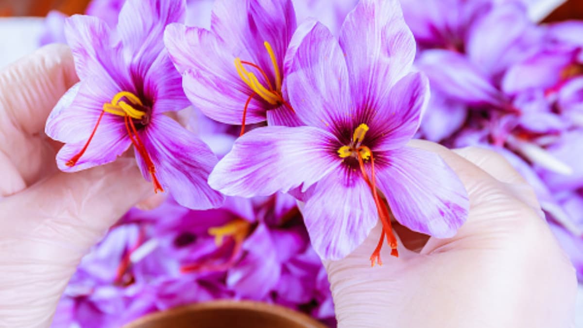 Saffron In Telangana? Soil-Free Tech Makes Kashmir’s Costliest Crop Bloom