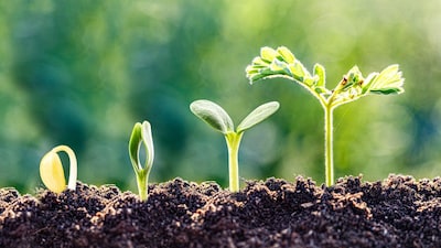 Across the world, major governance milestones signalled a new recognition of soil as a foundation for climate stability, food security, and national resilience. (Canva File)