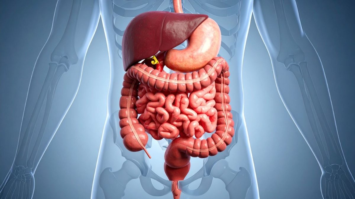 Gut Health Boosted by Morning Routine