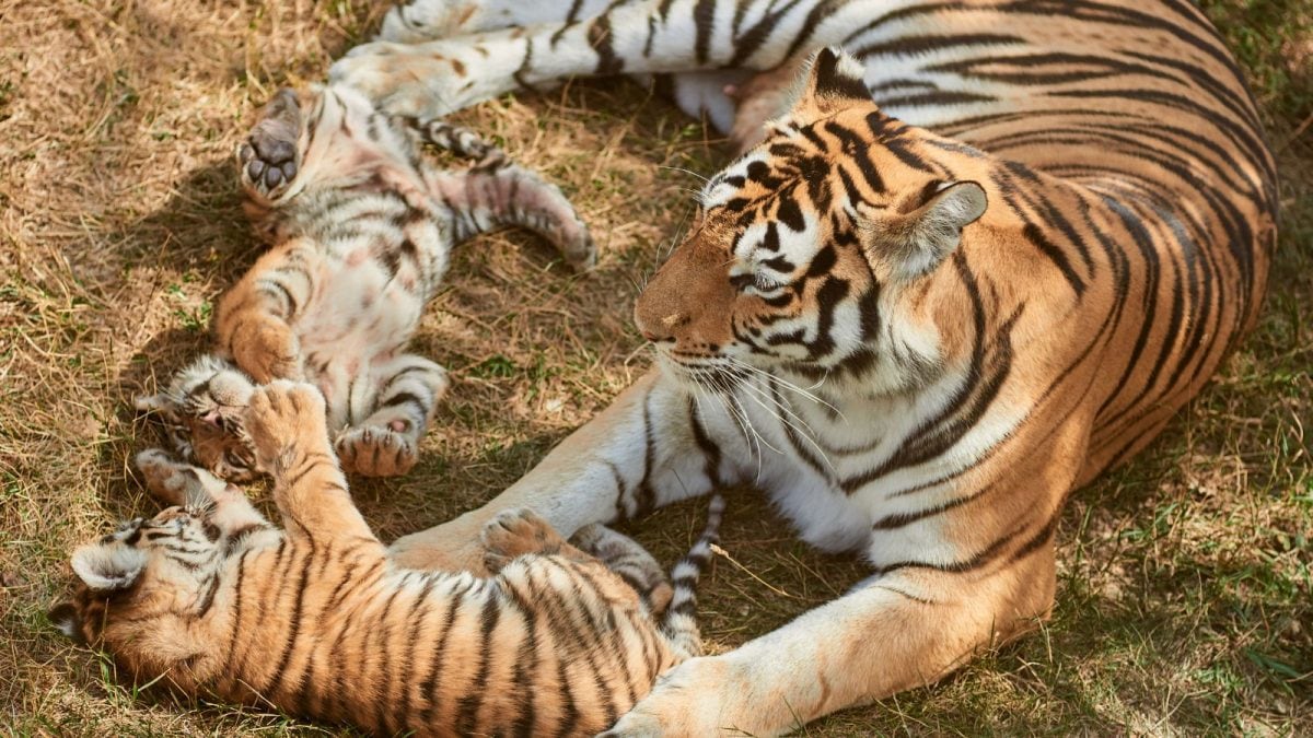 The Orphaned Cubs: What Happens When A Mother Tiger Is Taken Away