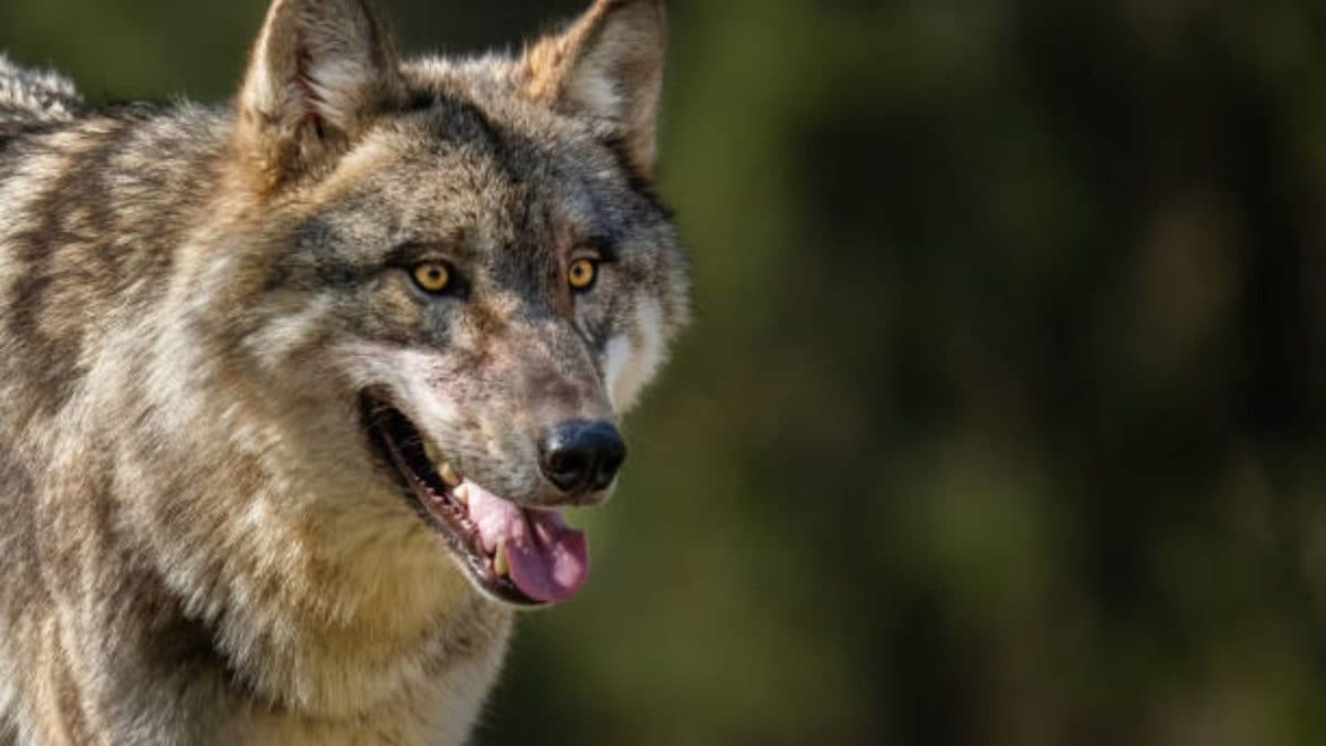 Wolf Drags 2-Year-Old Girl From Her Home In UP's Behraich, Search Op Underway