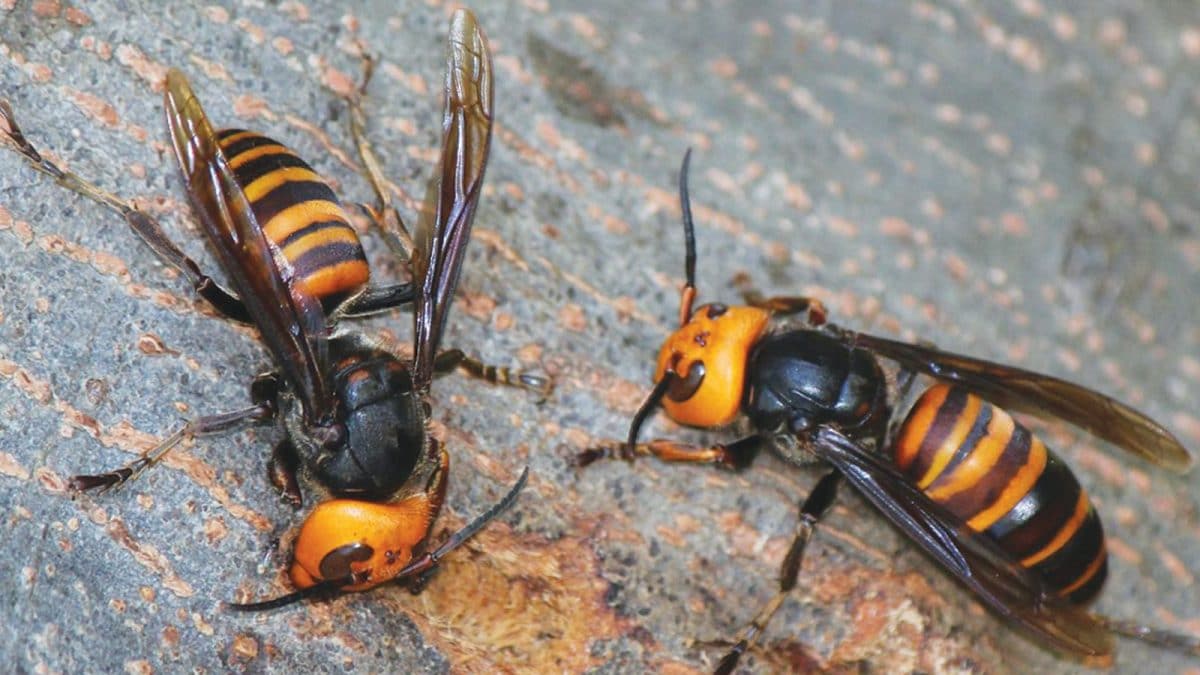'Over 100 Stings': US Father And Teen Son Die After Being Attacked By Hornet Swarm In Laos