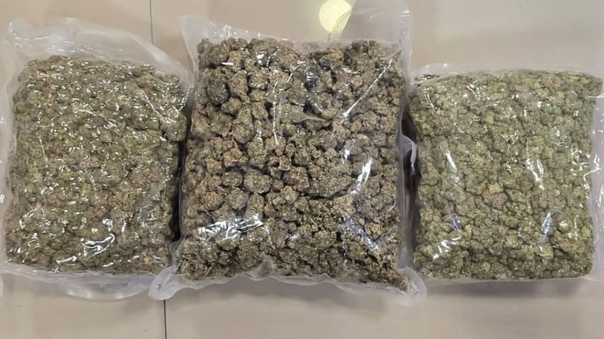 Op Weed Out: DRI Seizes Hydroponic Weed Worth Rs 42 Cr At Mumbai Airport