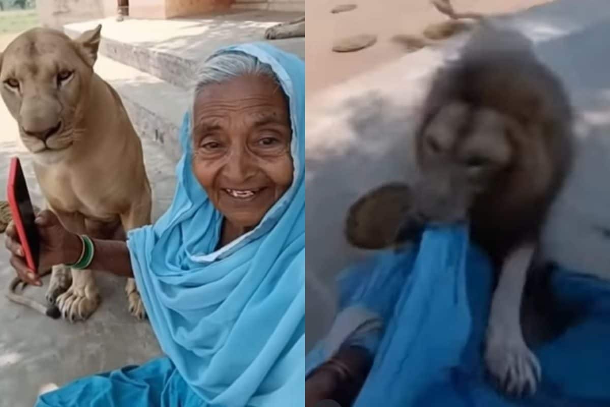 Real Or AI Trickery? The 'Lion Attack' Video That Fooled Millions Online