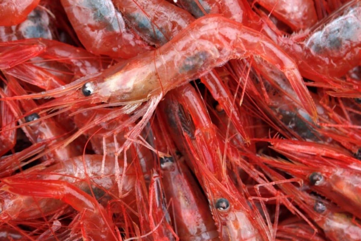 India Eyes Seafood Export Revival As EU, Russia, Australia Open Doors Amid US Tariff Shock