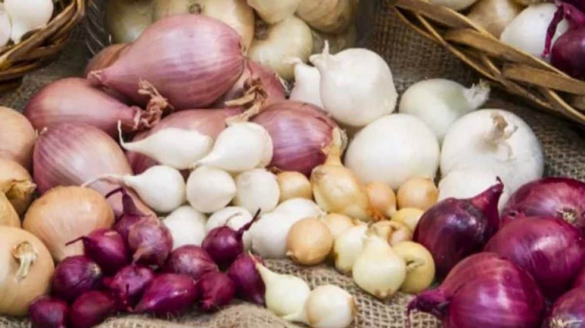 Food in Palitana is the reflection of Jain philosophy which focuses on purity and non-violence. Even root vegetables like onions, garlic and potatoes are avoided to prevent harming organisms in the soil.