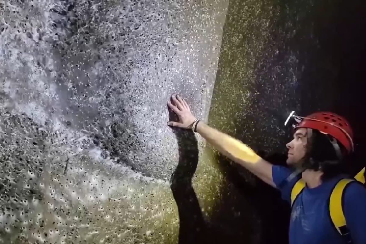 Scientists Find World’s Largest Spider Web, Packed With Over 100,000 Creepy Crawlies | Watch