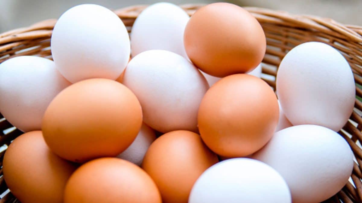 FSSAI Ends Scramble Over Egg Cancer Row: Calls Claims 'Misleading, Scientifically Unsupported'