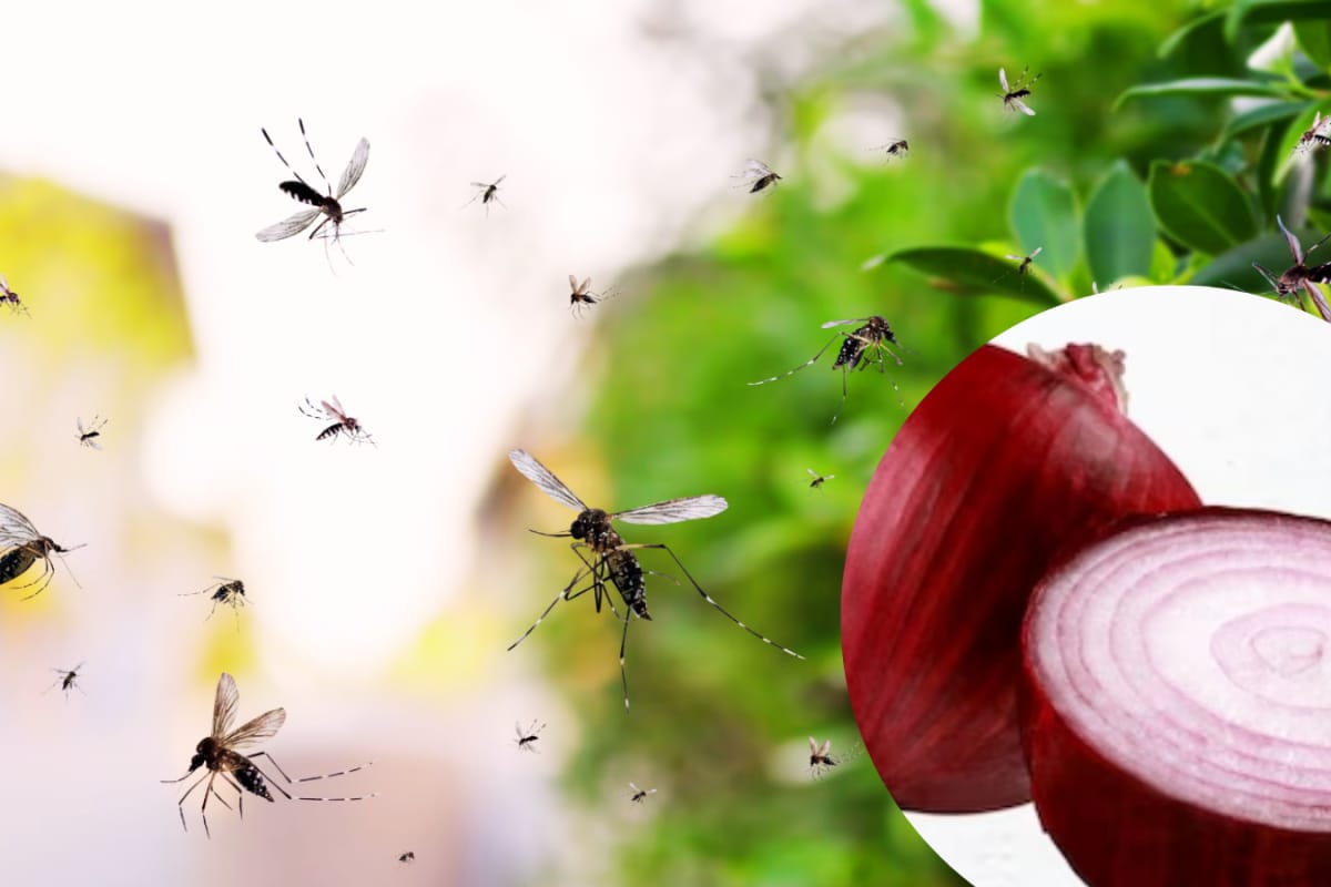 Homemade Onion Lamp: The Quickest Way To Drive Mosquitoes Away!