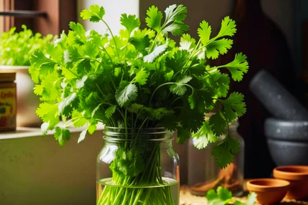 Coriander Going Bad? Try This Simple Trick To Keep It Fresh For Days