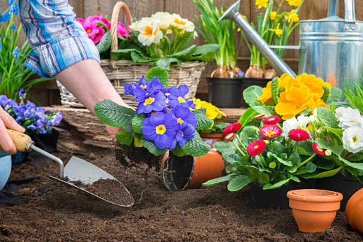 Gardening As Therapy: How Plants Can Boost Mental Health?